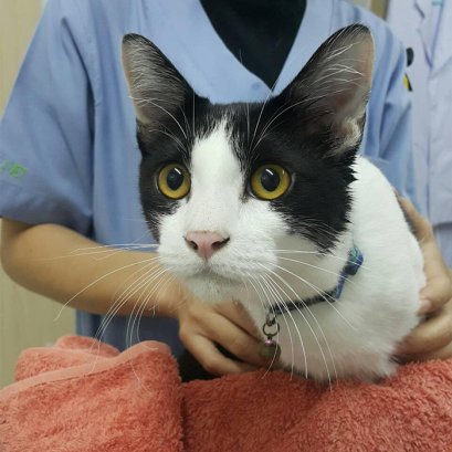 บี้เกิ้ลท้องโย้แต่คลอดไม่ออก คุณหมอช่วยด้วยข้อมูลสัตว์ป่วย “คิตตี้”เป็นแม่แมวร่างน้อย สายพันธุ์ British Shorthair เพศเมีย อายุ 1 ปี เข้ารับการรักษาที่โรงพยาบาลสัตว์ไอเว็ทด้วยอาการคลอดลำบาก โดยเจ้าของสังเกตพบว่าภายหลังจากน้องคิตตี้มีน้ำคร่ำไหลออกทางอวัยวะเ